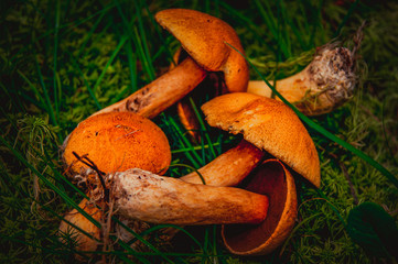 Picked up mushrooms in the forest. Mushrooms lie on the grass.