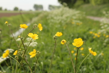yellow buttercups closeup and a ditch with cow parsley in the background