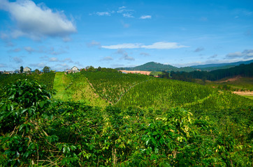 Fototapeta na wymiar coffee plantation in the afternoon