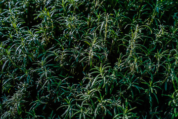 Green leaf background background, natural background and wallpaper in the flower dome Singapore.