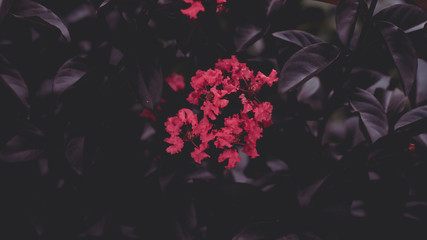Naklejka na ściany i meble Leaves with red flowers. Dark red and background. flower on red and black background