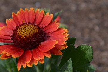 Orange & Yellow Flower
