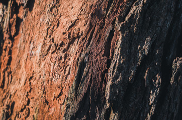 texture of bark of a tree