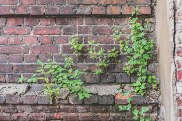 Old red brick wall with sprouted green plants from it