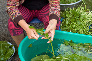Harvesting sorrel for the winter. Girl cuts and washes sorrel during the preparation for production sorrel drink caribbean style. Common sorrel, Spinach Dock, Rumex acetosa, growing in garden.