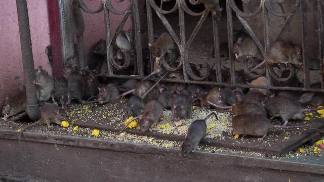 Rats scramble to eat offerings at Karni Mata temple in Udaipur Rajasthan, India. Full shot.