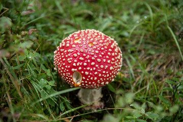 red fly agaric mushroom