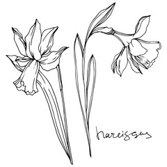 Vector Narcissus floral botanical flowers. Black and white engraved ink art. Isolated narcissus illustration element.
