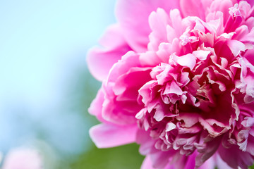 Fototapeta premium bud of pink tender peony close up