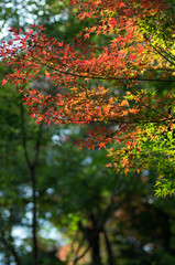 紅葉