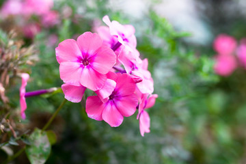 Fototapeta na wymiar Blooming pink phlox paniculata flowers clusters in a flower bed in the summer garden.