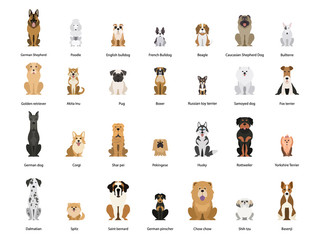 Dog set. Collection of dogs of various breed - obrazy, fototapety, plakaty