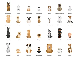 Deurstickers Dog set. Collection of dogs of various breed © inspiring.team