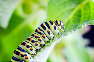 Caterpillar of the Machaon crawling on green leaves, close-up