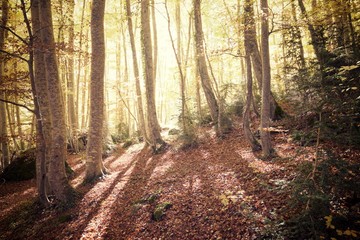 Autumn in the Pyrenees