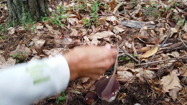 4K - Raccogliere funghi porcini nel bosco