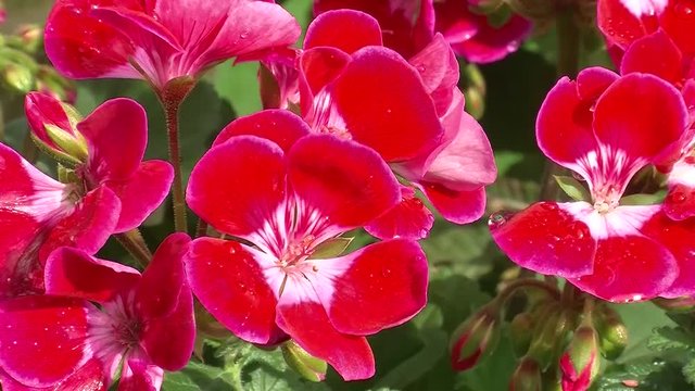 Rote Pelargonien mit Wassertropfen zittern im Wind