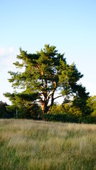 Obraz premium Pine tree