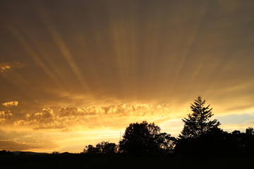 Golden sunset above tree on a hill