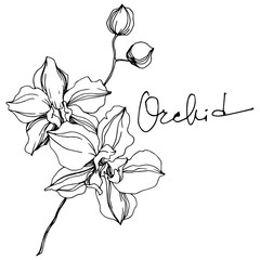 Orchid floral botanical flowers. Black and white engraved ink art. Isolated orchids illustration element.