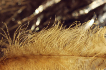 Blurred image of fluffy feather on shiny background. Abstract nature background. Cropped shot of an owl feather.