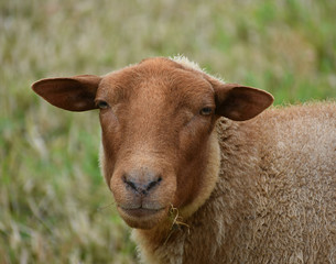 Sheep, sheep in the field in autumn. herd, insistently.Background farmers field sheep.