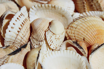 Cropped shot of seashell background. Relax, travel concept. Marine background.