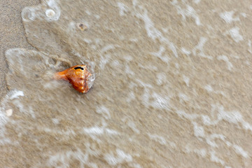 Sea shell in sand on beach with sea waves (motion blur)