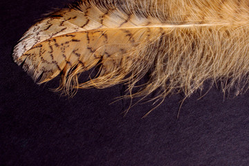 Bird`s feather on a black background.  Nature, birds concept. Abstract background.