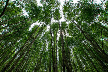 Mangrove forest in  Thailand, Roots of mangrove forest tree