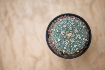 Obraz na płótnie Canvas Astrophytum cactus in flower pot