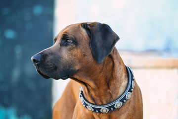 Nachdenklich : Rhodesian Ridgeback