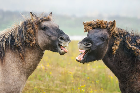 Two wild Konik horses yawning, looks like talking and laughing, entangled burrs of burdock filled forelock and mane, nature reserve Millingerwaard, Gelderland, Netherlands 