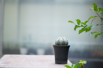 Astrophytum cactus in flower pot in garden