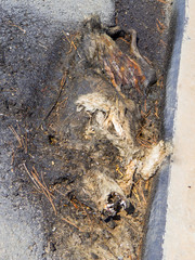 Burned dog body, found on the highway near Rocca Imperiale, Calabria, Italy