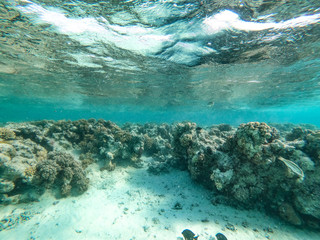 Underwater background and free space for your decoration. 