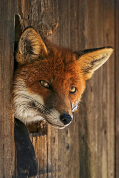 Der Fuchs hier ganz allein, denkt wohl wer mag der Kerl da drau&szlig;en sein. F&uuml;r mich ein Geschenk da er seine Blicke auf uns lenkt.