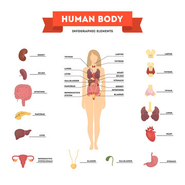 Human anatomy concept. Female body with set