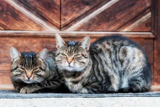 Zwei Katzen eng nebeneinander vor der Haustür, in hoffnungsvoller Erwartung auf Ihre Dosenöffner. .Auch wieder Teil der Fotoserie "friends".