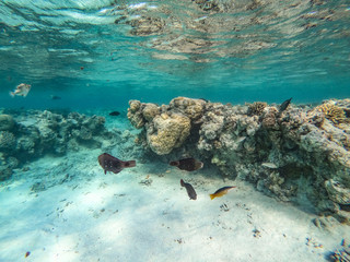 Underwater background and free space for your decoration. 