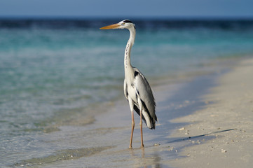 Closeup of beautiful heron on white beach in Maldives near Maafushi Island Maldives