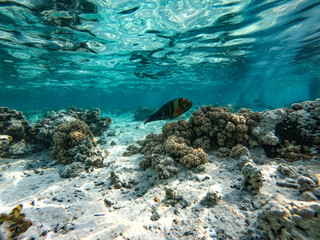 Underwater background and free space for your decoration. 