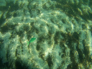 Fondale marino