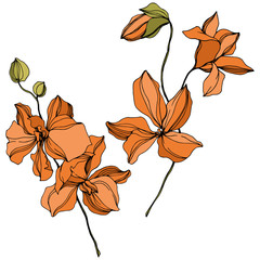 Orchid floral botanical flowers. Black and white engraved ink art. Isolated orchids illustration element.