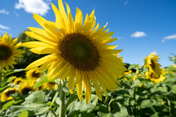 Bright, vibrant sunflower looking up at the blue summer sky