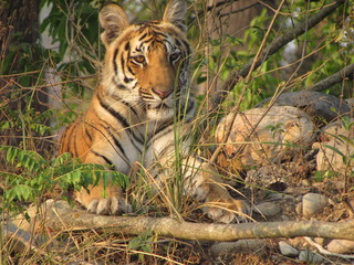 Tiger Cub