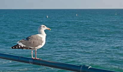 A seagull sitting on a handrail by the sea