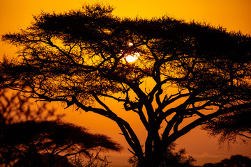 African sunset with acacia tree in Masai Mara, Kenya. Savannah background in Africa. Typical landscape in Kenya.