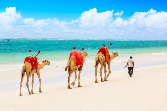 Camels at African sandy Diani beach, Indian ocean in Kenya, African landscape.