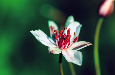 Summer flowering rush blossoms close-up.